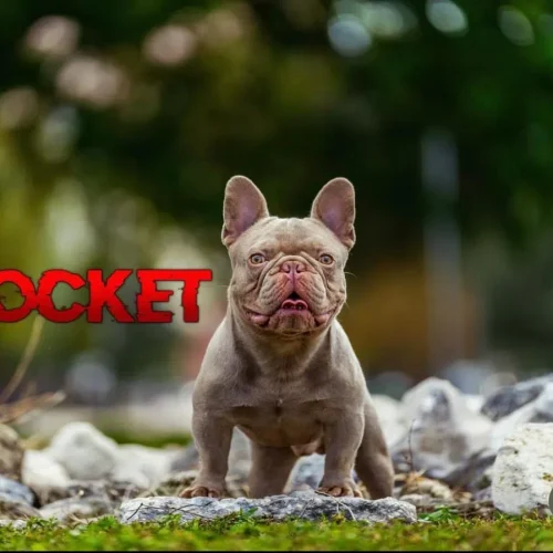 Rocket 1