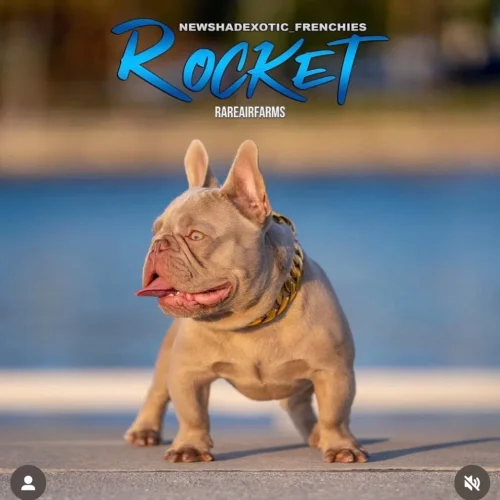 Rocket 1(1)